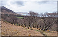 NM5540 : Distorted birch trees on hill slope by Trevor Littlewood