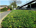 ST3091 : Profusion of dandelions on a Malpas corner, Newport by Jaggery