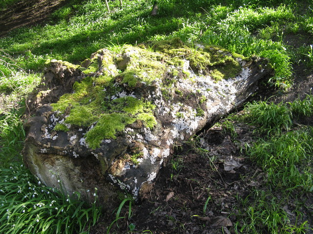 Fallen tree with fungus and moss