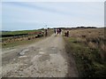 NZ8405 : Access  road  to  disused  quarries by Martin Dawes