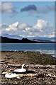 NS1960 : Nesting Swan - Aubery Park, Largs by Raibeart MacAoidh