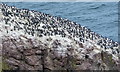 NT9169 : Guillemots at St Abb's Head by Mat Fascione