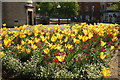 SX9164 : Tulips at Castle Circus, Torquay by Derek Harper