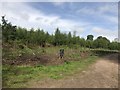 SJ8640 : Magnolia bund at Trentham Gardens by Jonathan Hutchins