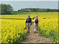  : Walkers on a path through flowering oilseed rape by Graham Hogg