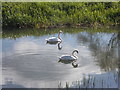 TF1407 : Swans on the Maxey Cut at Nine Bridges by Paul Bryan