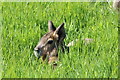 SC3694 : A Mara at the Curraghs Wildlife park by Richard Hoare