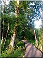 SU0200 : Colehill: boardwalk on Leigh Common by Chris Downer