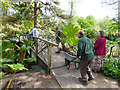 SJ7481 : Tatton Park gardens - transplanting gunnera (2 of 3) by Stephen Craven