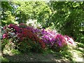 SU9941 : Winkworth Arboretum - Azaleas by Rob Farrow