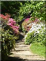 SU9941 : Winkworth Arboretum - Azalea Steps - bottom by Rob Farrow