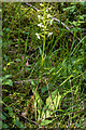 TQ1852 : Greater Butterfly Orchid (Platanthera chlorantha) by Ian Capper