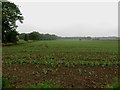 NZ1687 : Arable field at Benridge Hagg by Graham Robson