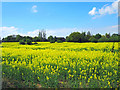 SJ4368 : Field of Rapeseed near Mickle Trafford by Jeff Buck