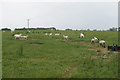 SO9126 : Sheep near Hardwicke by Bill Boaden