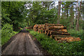 TQ0949 : Log piles by Ian Capper