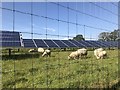 SJ5004 : Solar and sheep farming by Jonathan Hutchins