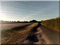 TM3155 : Evening light over lane and borage field, near Campsea Ashe by Christopher Hilton