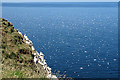 NJ8267 : Gannets in Flight by Anne Burgess