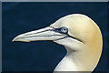 NJ8267 : Gannet (Morus bassanus) by Anne Burgess