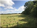 SJ8151 : Field edge near Diglake by Jonathan Hutchins