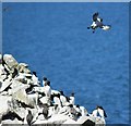 NM2742 : Coming in to Land - Harp Rock, Lunga by Rob Farrow