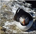 NM2742 : Puffin (Fratercula arctica) on Lunga (4) by Rob Farrow