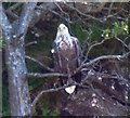 NM4759 : White Tailed Sea Eagle (Haliaeetus albicilla) adult by Rob Farrow