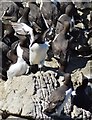 NM2742 : Guillemots (Uria aalge) on Harp Rock, Lunga by Rob Farrow