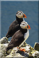 NT6599 : Puffins (Fratercula arctica) by Anne Burgess