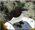 NT6598 : Razorbill (Alca torda) by Anne Burgess