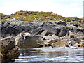 HU3443 : Seals at North Score Holm by Andy Waddington