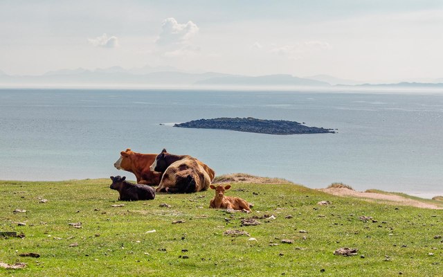 Cows with their calfs on the Machair at Red Point