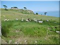 D1942 : Murlough, sheep grazing by Mike Faherty