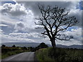 NY7411 : Tree on Mask Road, looking east by Rob Purvis