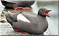 J3474 : Black guillemots, Donegall Quay, Belfast - July 2018(2) by Albert Bridge