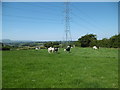 J3592 : Dairyland, cattle grazing by Mike Faherty