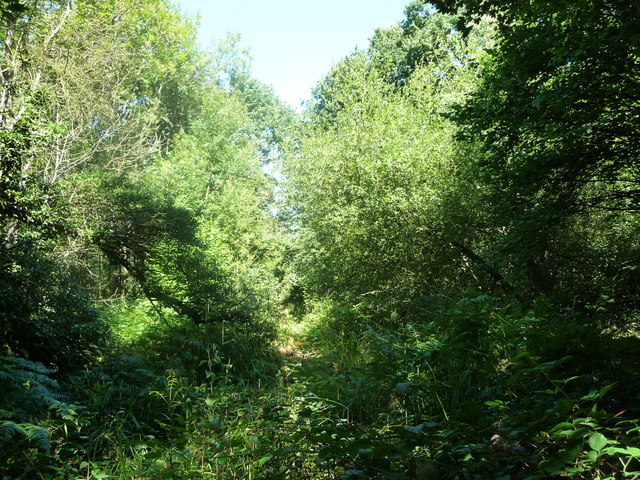 A tiny path into Hargate Forest