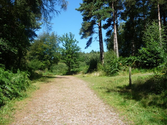 Footpath junction, Hargate Forest