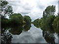 SE3666 : Trees along the River Ure by Christine Johnstone