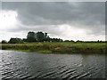 SE3367 : Sheep on the River Ure floodbank by Christine Johnstone