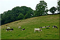 SP6587 : Pasture and woodland south of Laughton in Leicestershire by Roger  D Kidd