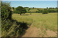 SE2851 : Cattle pasture below Brackenthwaite by Derek Harper