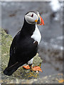 HY2115 : Puffin (Fratercula arctica) by Anne Burgess