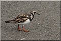 SX9256 : Turnstone, Brixham by Derek Harper