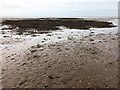 TF6538 : Cockles and mussels on the beach off Heacham - 1 by Richard Humphrey