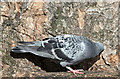 J3675 : Feral pigeon and tree, Victoria Park, Belfast (September 2018) by Albert Bridge