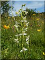 NS2576 : Greater Butterfly-orchid by Lairich Rig