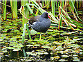 SD7807 : Moorhen by David Dixon