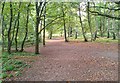 SU7937 : Woodland Path on Kingsley Common, Hampshire - 140918 by John P Reeves